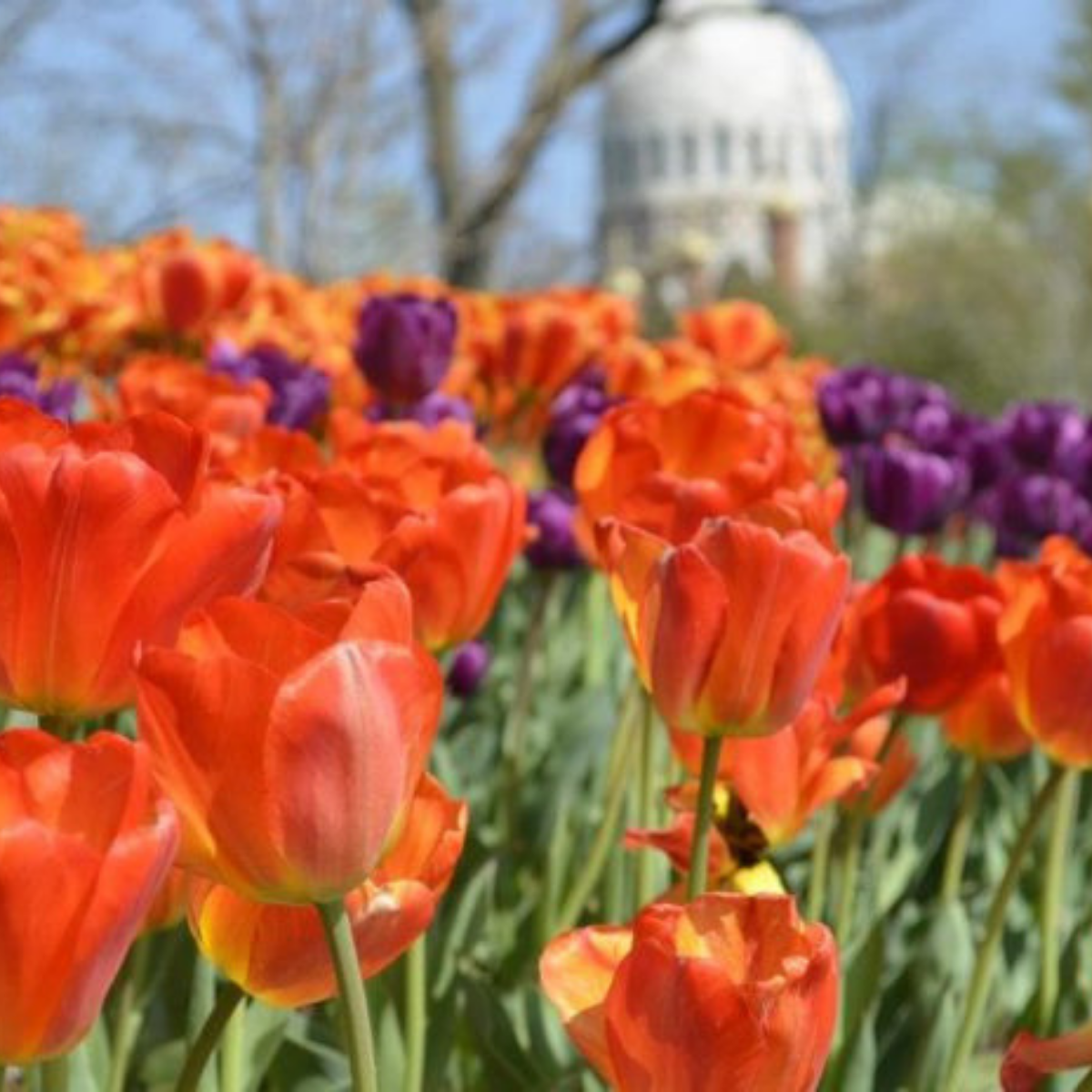 Tiptoe Through the Tulips...with BANDI!