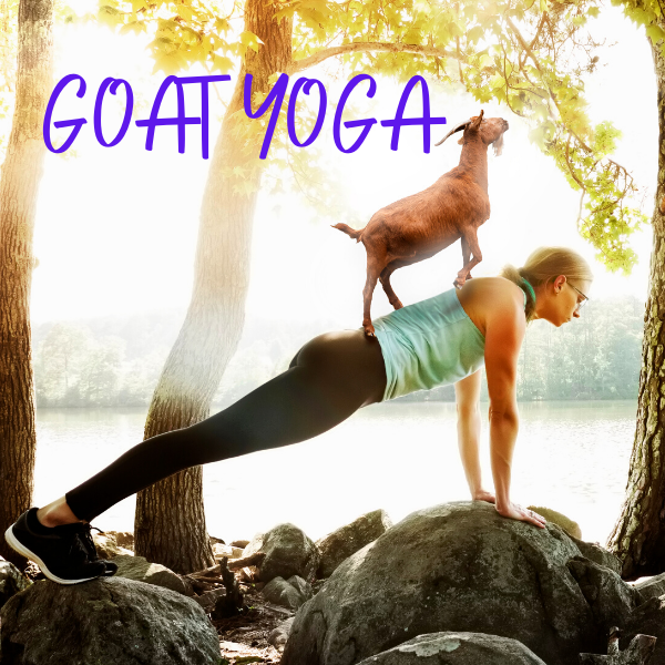BANDI Takes On A New Trend: Goat Yoga