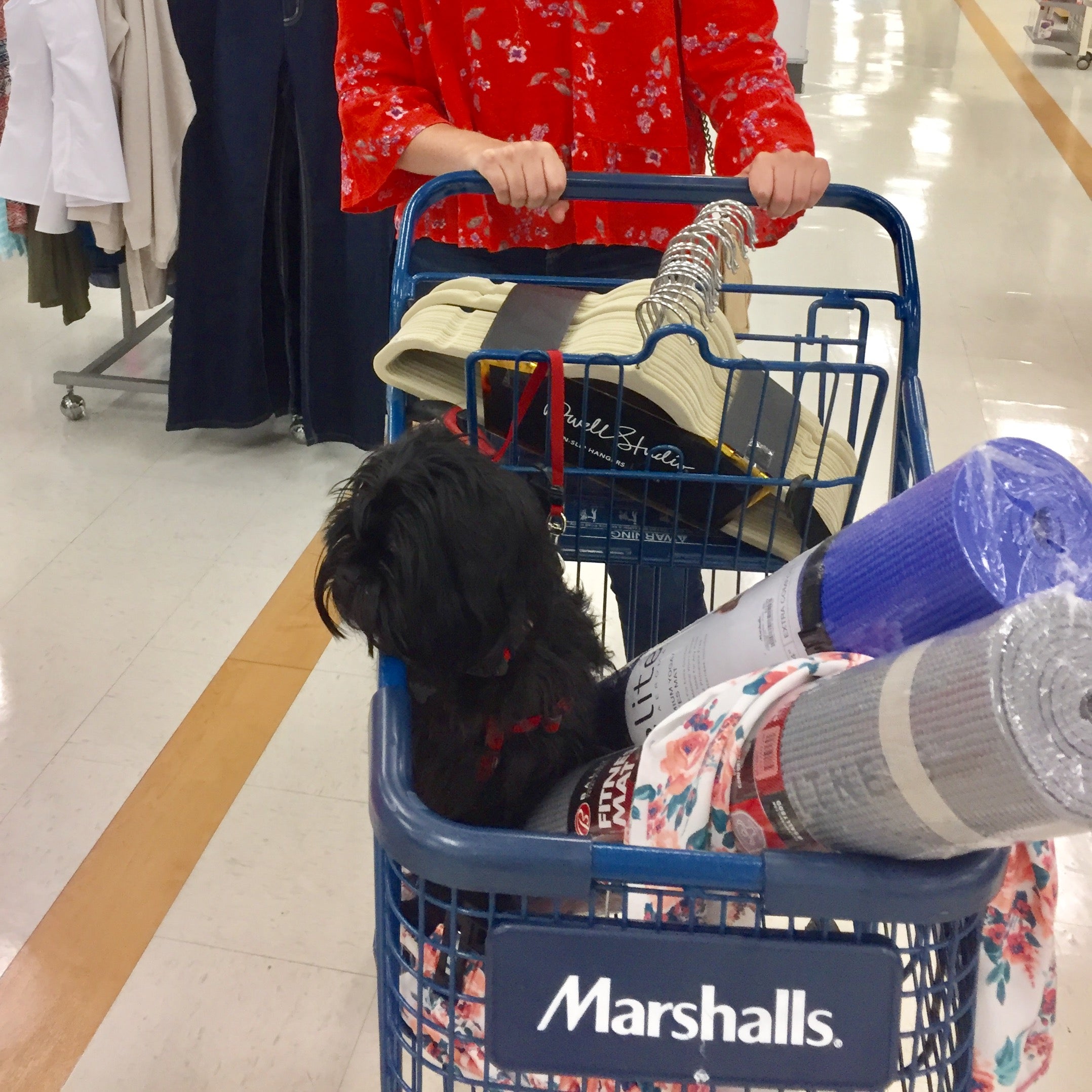 Marshalls cheap dog friendly