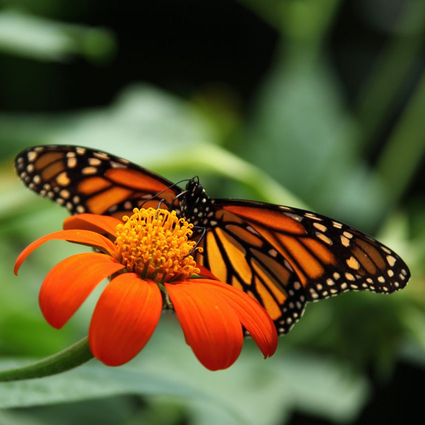 BANDI Wear Monarch prints
